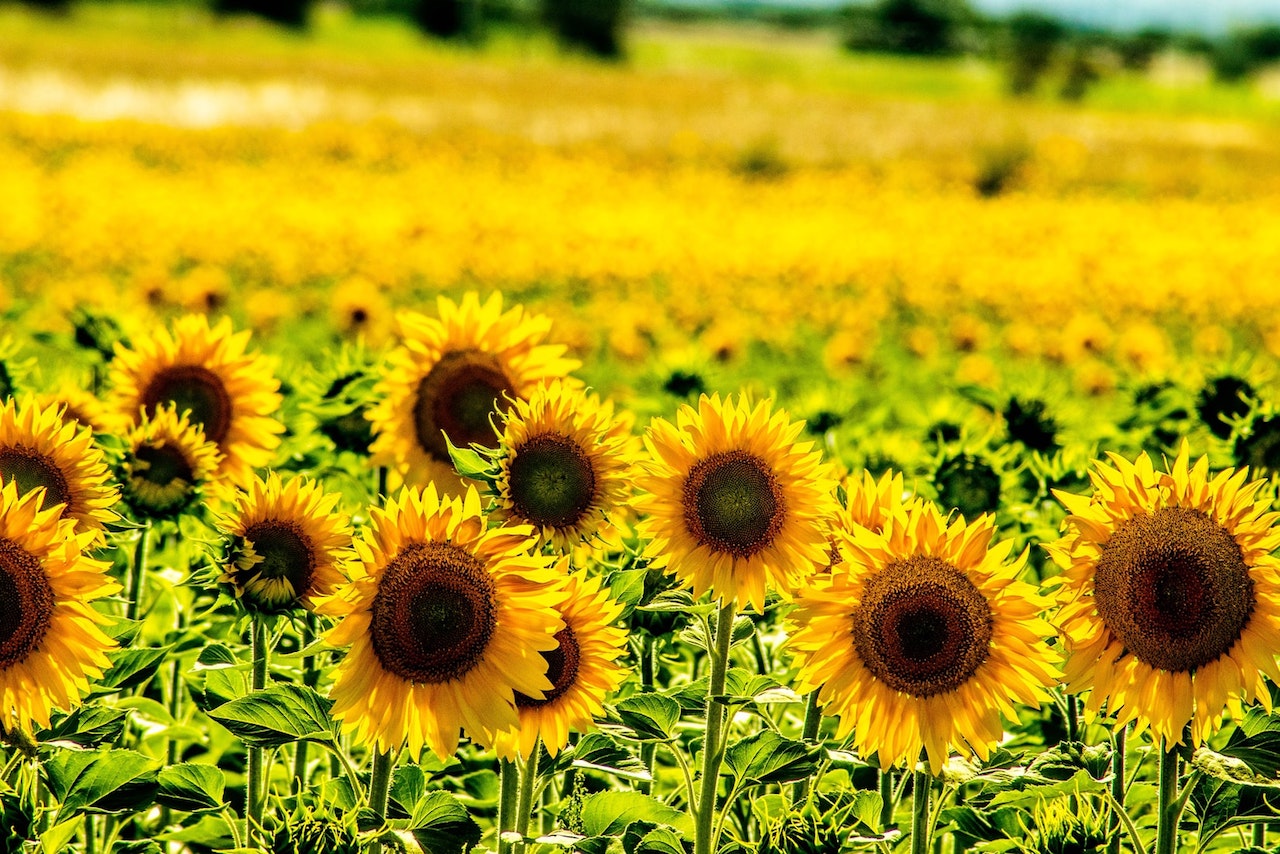 girasoles