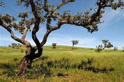 Fotogallerij Algarve | Wandel met Aarts Wandelreizen over de Via Algarviana