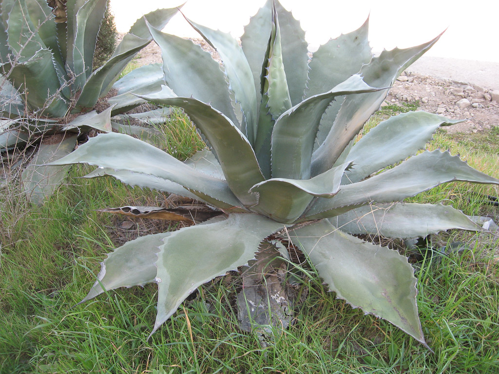 Agave